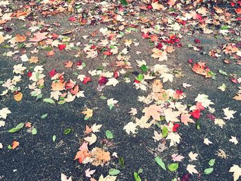 High angle view of maple leaves on street