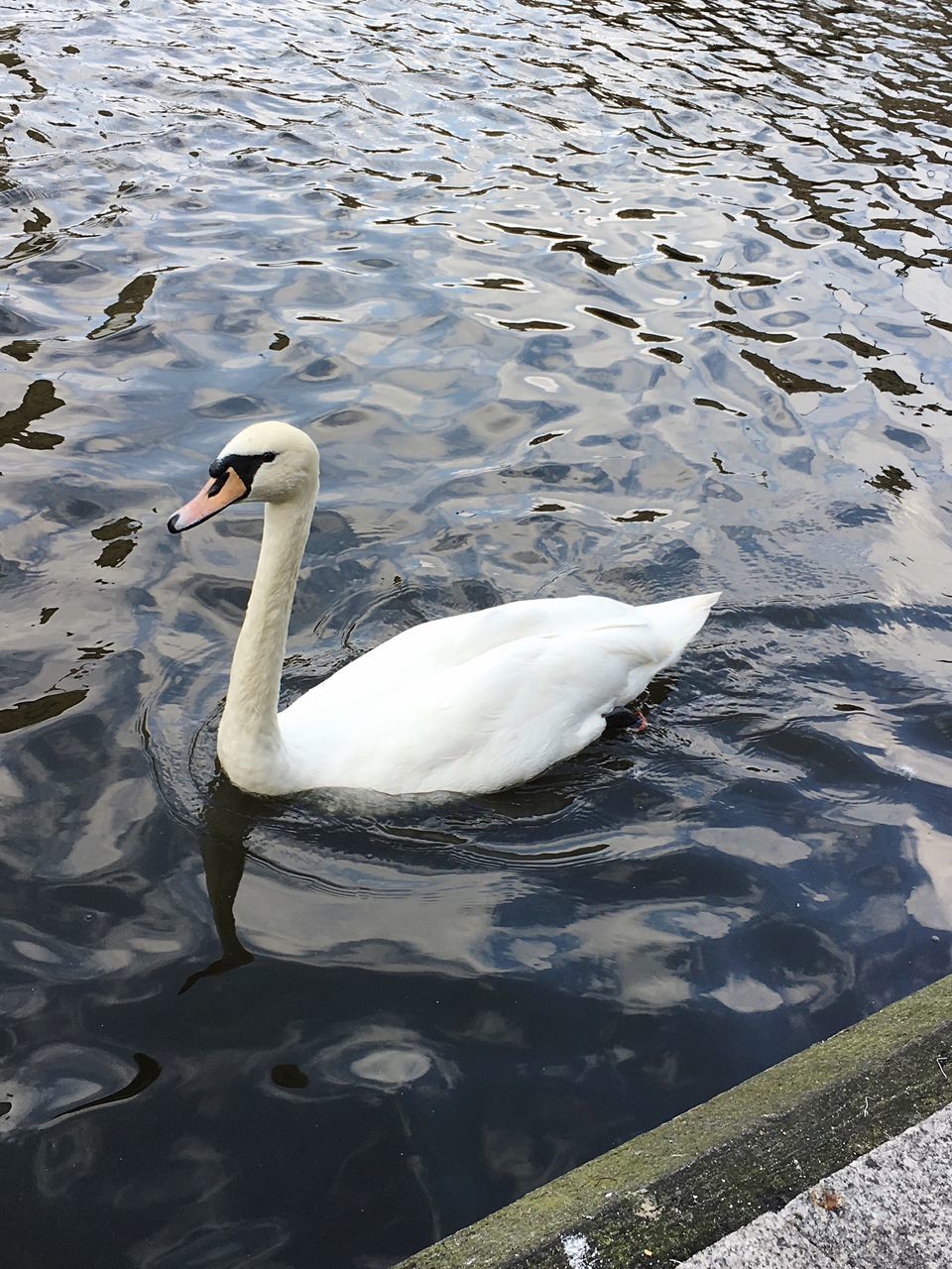 TWO SWANS SWIMMING IN LAKE