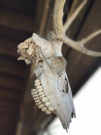 Close-up of animal skull