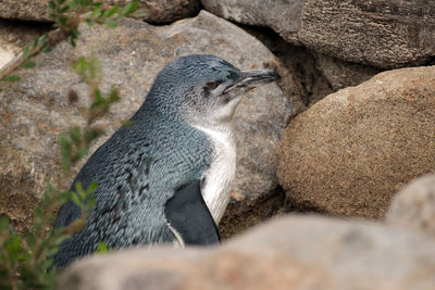 High angle view of penguin on rock