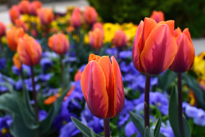 Close-up of tulips in park