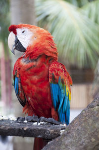 Close-up of parrot perching on branch