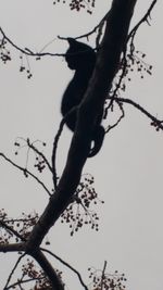 Low angle view of silhouette bird perching on tree against sky