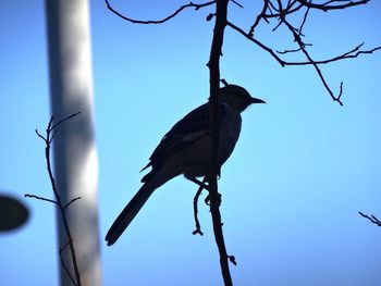 Low angle view of birds perching on branch