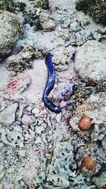 High angle view of lizard on ground