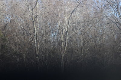 Full frame shot of bare trees against sky