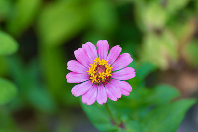Close-up of pink flower