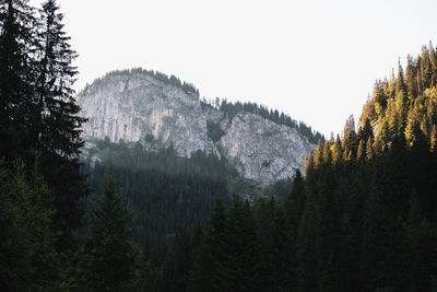 Scenic view of pine trees against clear sky