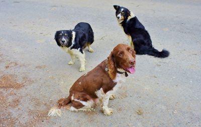 High angle view of dogs on street