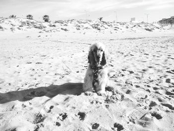 Portrait of dog sitting on sand at beach