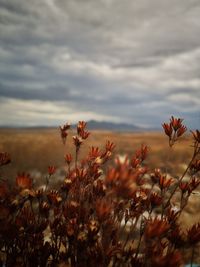 Close-up of flowering plants on field against sky