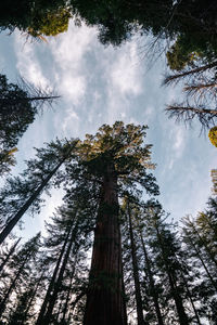 Low angle view of trees against sky