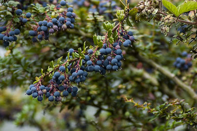 Close-up of berries growing in vineyard