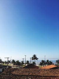 Palm trees against clear blue sky