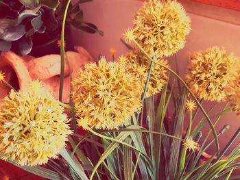 Close-up of flowers