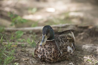 Close-up of mallard duck on field