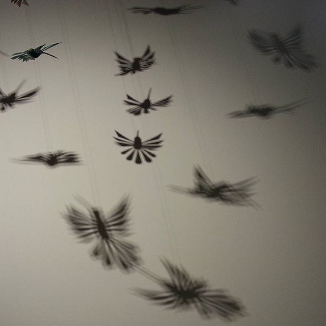 Hummingbirdsofinstagram