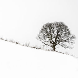 Bare tree on snow covered field against clear sky