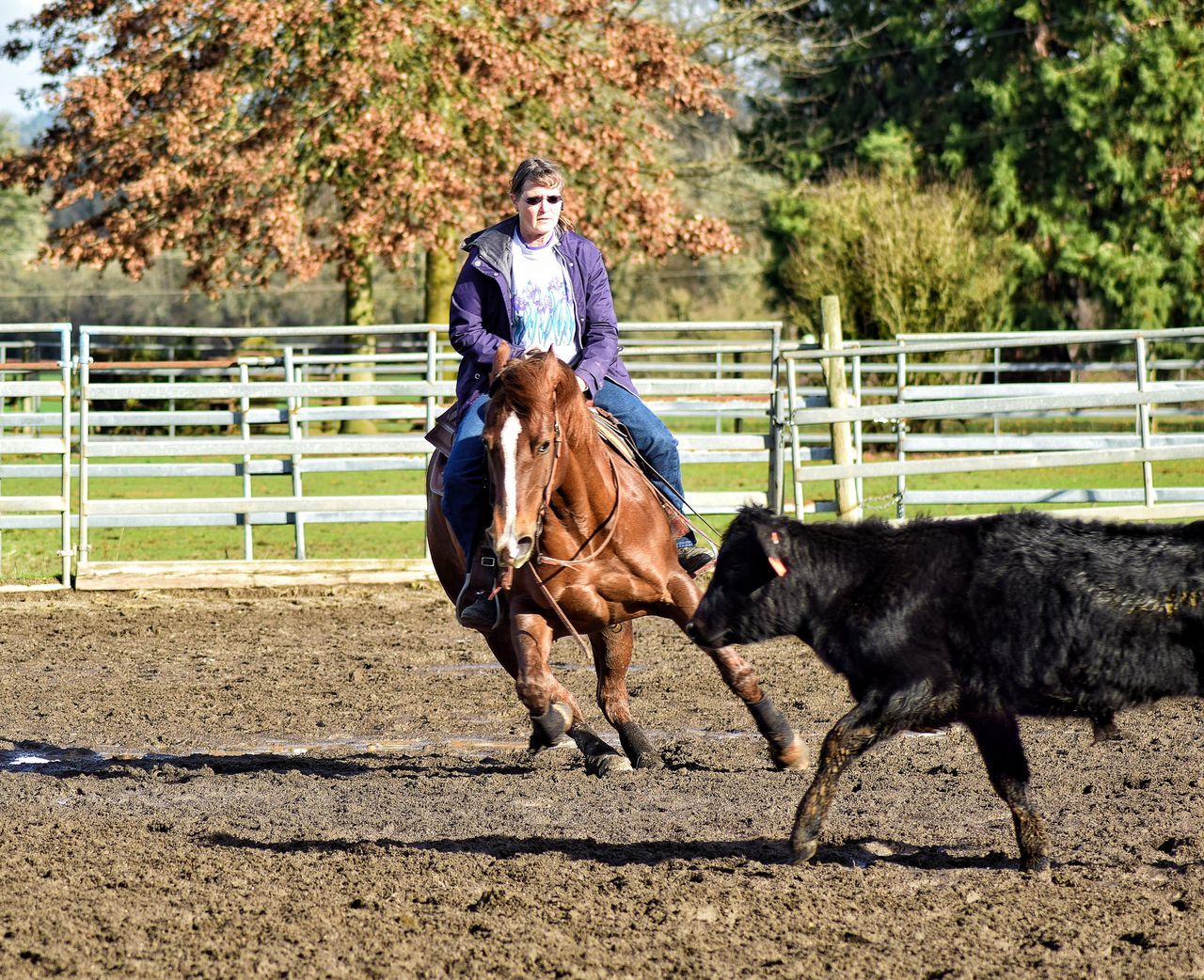 animal themes, domestic animals, one animal, mammal, horse, full length, fence, livestock, standing, tree, rear view, working animal, dog, railing, men, herbivorous, lifestyles, leisure activity