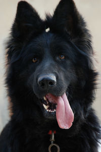 Portrait of black dog