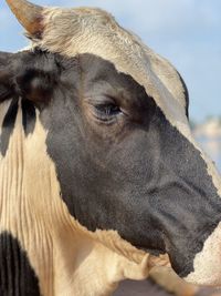 Close-up of a horse