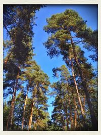 Low angle view of trees against blue sky