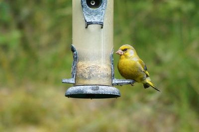 Close-up of bird perching on feeder