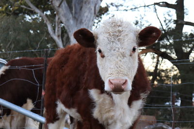 Portrait of cow in pen