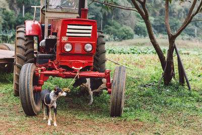 Horse cart on field