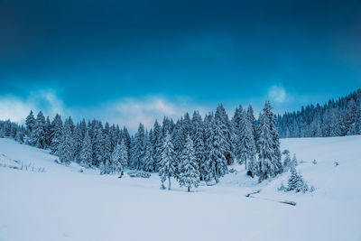 Pine trees on snow covered land against sky