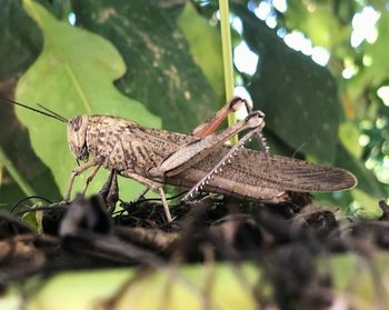 Close-up of butterfly on leaf