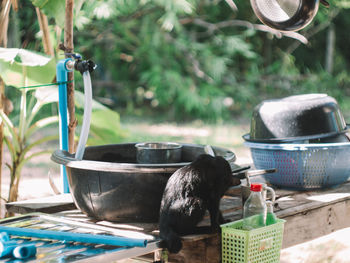 View of bird in drinking water