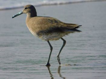 Bird perching on a sea