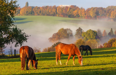 Horses grazing in a field