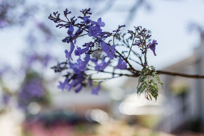 Close-up of purple flowers on tree