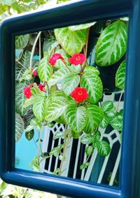 Close-up of red flowers in glass window