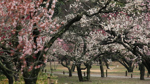 View of cherry blossom tree in park