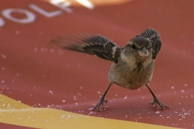 Close-up of bird flying