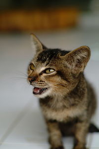 Close-up of cat looking away
