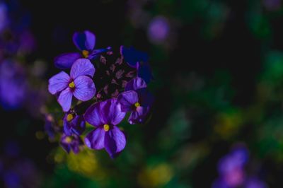 Close-up of purple flowers blooming outdoors