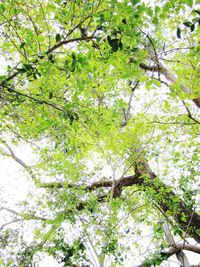 Low angle view of blooming tree