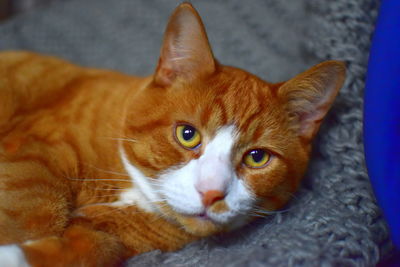 Close-up portrait of a cat