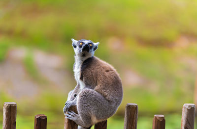 Close-up of lemur sitting on fence