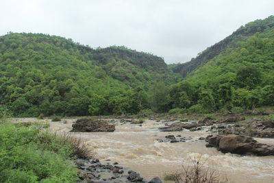 Scenic view of river amidst trees against sky