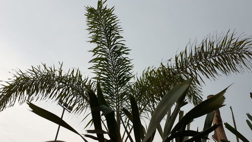 Low angle view of palm tree against clear sky