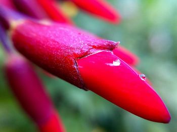 Close-up of water drops on pink flower