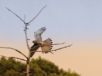 Low angle view of eagle flying against the sky