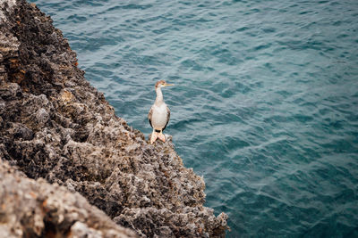 High angle view of a european shag perching on rock in sea