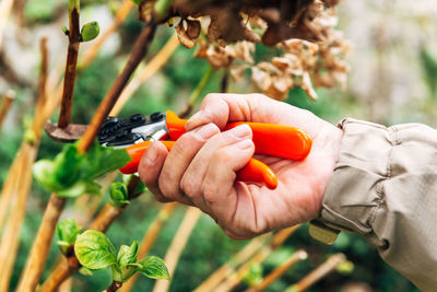 Close-up of hand holding plant