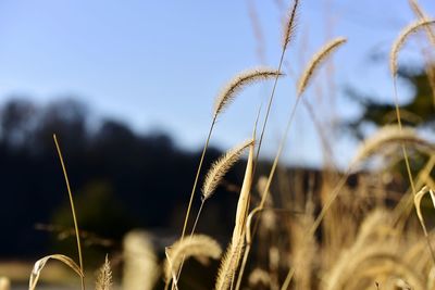 Close-up of wheat growing on field against sky